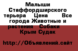 Малыши Стаффордширского терьера  › Цена ­ 1 - Все города Животные и растения » Собаки   . Крым,Судак